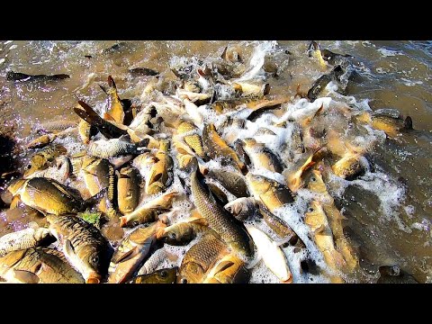 Видео: Они КАК КАБАНЫ, ДА СКОЛЬКО ЖЕ ИХ...! ЗАРЫБЛЕНИЕ Водоёма "3-й Алчедат"! #РакиFISHINGPRO #рыбалка