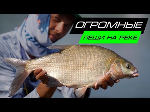 Видео: ОГРОМНЫЕ ЛЕЩИ НА РЕКЕ / ЛОВЛЯ ЛЕЩА НА ФИДЕР / FROS FISHING