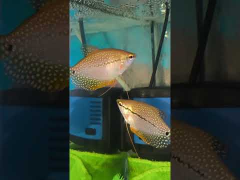 Видео: 16 сентября 2025 г.