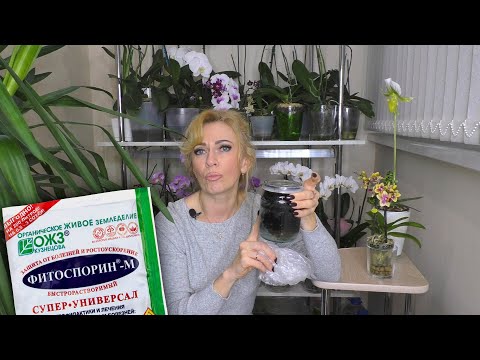 Видео: Видео ПРЕДОСТЕРЕЖЕНИЕ!  Мои НАБЛЮДЕНИЯ ПОМОГУТ ВАМ в УХОДЕ за орхидеями.