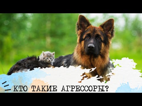 Видео: Кто такие АГРЕССОРЫ?💪