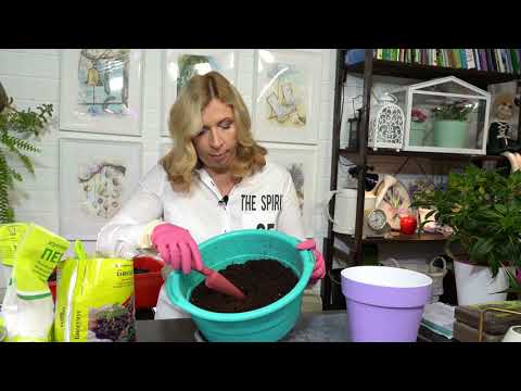 Видео: Пересаживаем бальзамин.