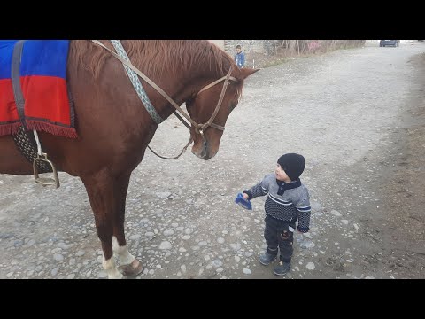 Видео: Ина асп мегун гапи одама мегирад Зенита фурухтем.