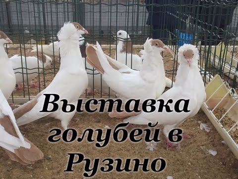 Видео: Выставка голубей в Рузино 02.11.2019