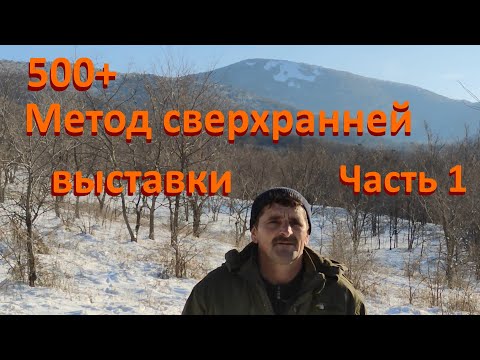 Видео: 500+ Метод сверхранней выставки и состояние расплода спустя 20 и 30 дней.