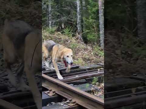 Видео: Русская гончая Аргон 6 месяцев,просыпается потихоньку.
