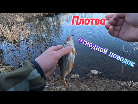 Видео: ПЛОТВА на ОТВОДНОЙ ПОВОДОК!