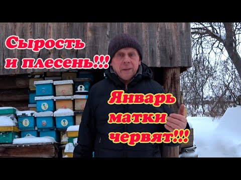 Видео: ВРЕД ИЛИ ПОЛЬЗА НАШИМ ПЧЁЛАМ, ЗИМОВКА С ВЫСОКИМ СОДЕРЖАНИЕМ УГЛЕКИСЛОГО ГАЗА.