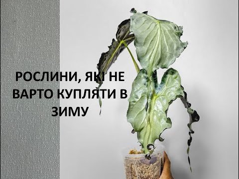 Видео: Накипіло! Чому в осінньо-зимовий період не варто купляти деякі рослини