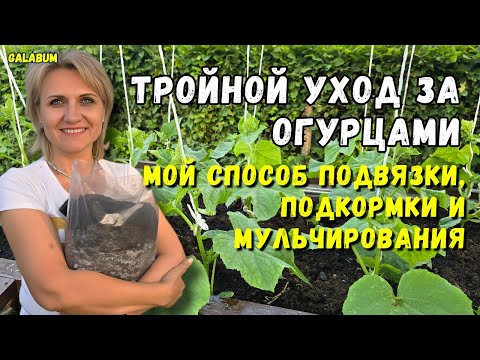 Видео: ТРОЙНОЙ УХОД ЗА ОГУРЦАМИ: Подвязываем, Подкармливаем Золой и Мульчируем для Супер Урожая!@GALABUM