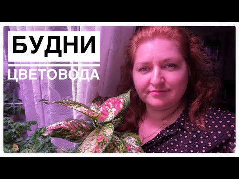 Видео: Будни цветовода | Рассадила аглаонему триколор | В Леруа Мерлен за лампой | 16.04.2022г.