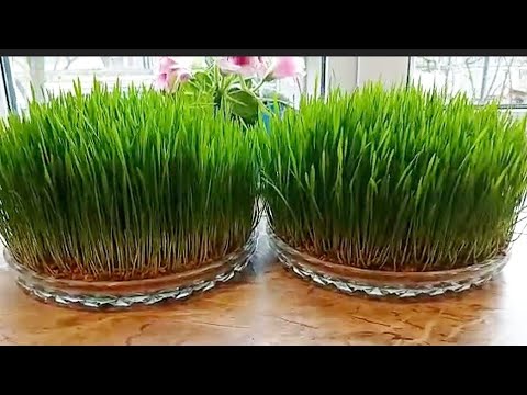 Видео: Как выращивать пшеницу для пасхальных яиц, всего за 7 дней