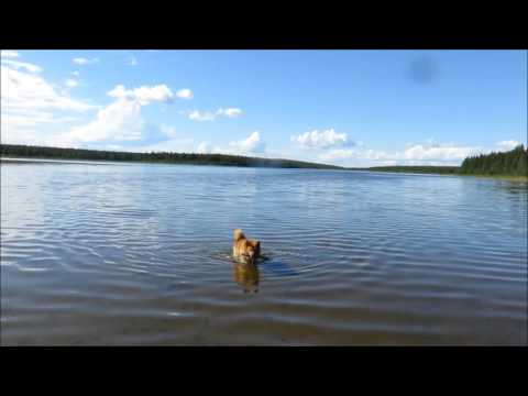 Видео: Подготовка лайки к утиной охоте на озере