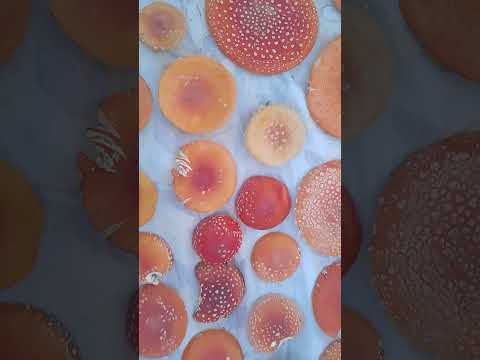 Видео: 🏡Дача 🍂 Дары Осени 🍏🍄