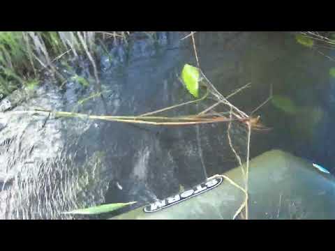 Видео: рыбалка сетями ловим леща