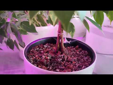 Видео: Пересадка фикуса Бенжамина "Кинке" и фикуса "Белиз" на автополив