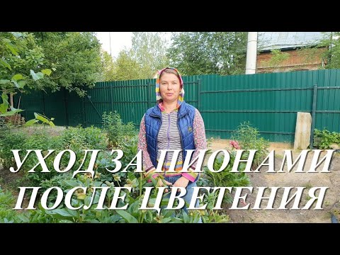 Видео: Обязательный уход за пионами после цветения