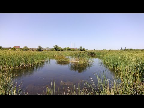 Видео: Пресъхване на вирът ,,Баластриера,, HD