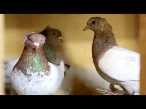 Видео: Голуби К -  Лалаки, Воки, Таксурх и Таксиех Продолжение № 4 (TAJIKISTAN) 2016