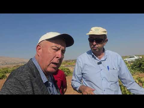 Видео: Вохурӣ дар токзорҳои Эрон.