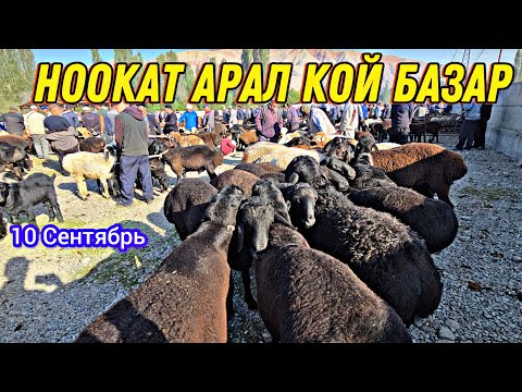 Видео: Ноокат Арал Кой Базар 👍 10 Сентябрь  БАЙ КЖ 