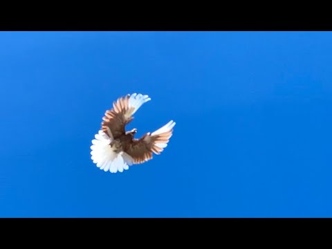 Видео: Николаевские голуби. Последний слет в Воробьево.