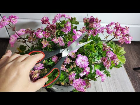 Видео: ГЕРАНЬ в АВГУСТЕ РЕЖУ и НЕ ЖАЛЕЮ, теперь будет лес из цветов