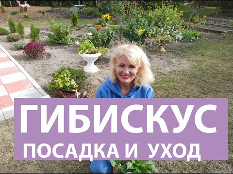 Видео: Как сажать гибискус сирийский. Гибискус сирийский, посадка и уход