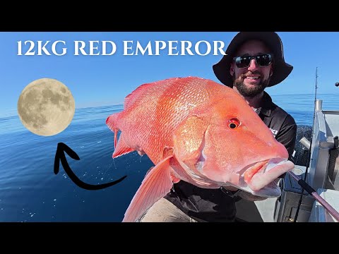 Видео: 48-часовое путешествие на север — 12+ кг Red Emperor — как поймать коралловую форель на мелководье