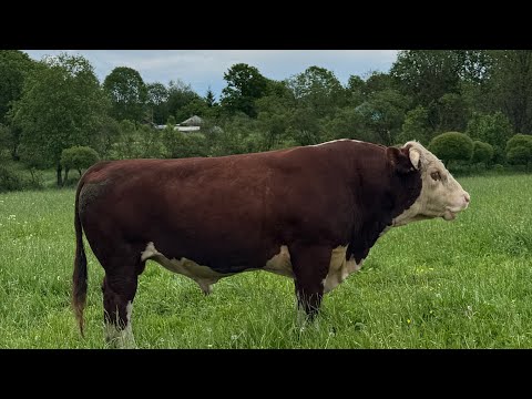 Видео: Быки передрались! Скирдуем и укрываем сено #герефорд #бык #сено #хранение #ферма #работа  #хозяйство