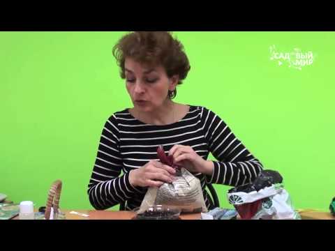 Видео: Как вырастить розы из семян. Сайт "Садовый мир"