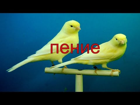 Видео: КАК НАУЧИТЬ КЕНАРЯ ПЕТЬ / ПЕНИЕ КЕНАРЯ