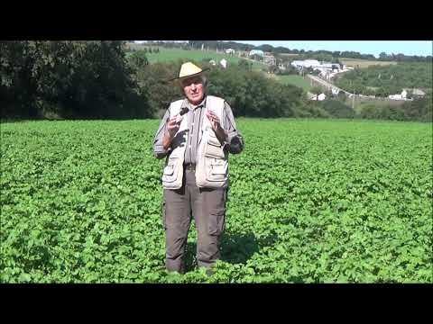 Видео: Горчица как сидерат и санитар почвы. Часть I. Сентябрь 2021