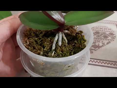 Видео: Закуклились корни орхидей -- стоит ли волноваться по этому поводу.Принц - сторож.