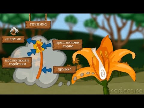 Видео: Размножване на растенията - Човекът и природата 6 клас | academico