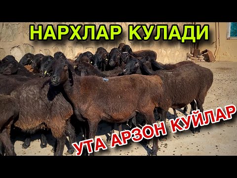 Видео: КИСИР ТУХЛИ ПУЛИГА УТА АРЗОН БУГОЗ КУЙЛАР! ЕНДИ ОЛСАК БУЛАДИ! 