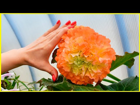 Видео: Как долго живет цветок клубневой бегонии? Видео 4K.