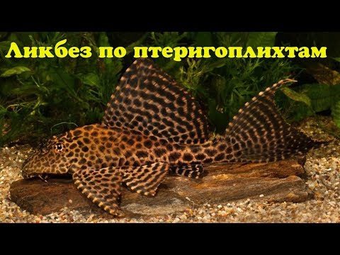 Видео: Ликбез по птеригоплихтам