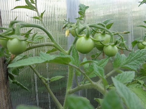 Видео: ПЕРВАЯ ПОДКОРМКА ТОМАТОВ В ОТКРЫТОМ ГРУНТЕ, НО ДРУГАЯ. Ольга Чернова.