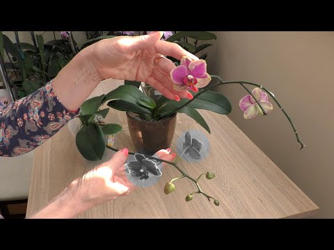 Видео: Орхидеи - СЛИШКОМ ЧАСТО ПЕРЕСОРТ! Разочаровалась!