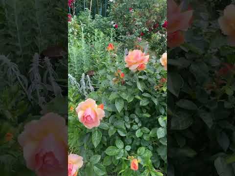 Видео: Роза Мулинар. Очень ароматная