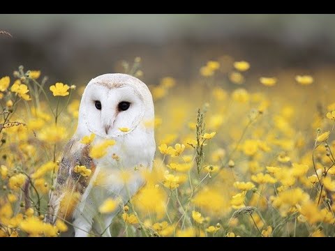 Видео: Какво искат от вас Върховните Сили🙏⁉️