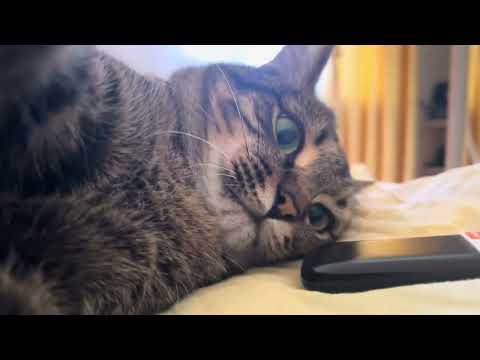 Видео: Когда настроение хорошее