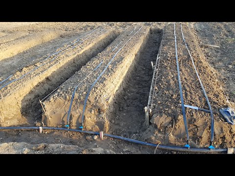 Видео: Капельный полив на землянике и высоких грядках.