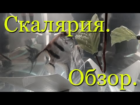 Видео: Скалярия. Обзор: содержание, разведение, половые отличия (различия).