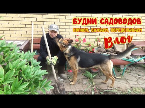 Видео: Несколько дней из жизни садоводов. Дела в саду: посадки, пересадки, перекопки... И  ужасный ДРЕНАЖ!