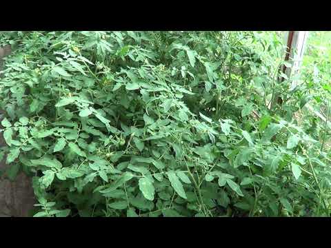 Видео: ОБЗОР ТЕПЛИЦ ,ЧЕРНИКА  2021г