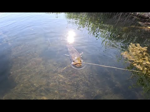 Видео: Рыбалка в Прибалхашье. Змееголов. Сом. Вобла.