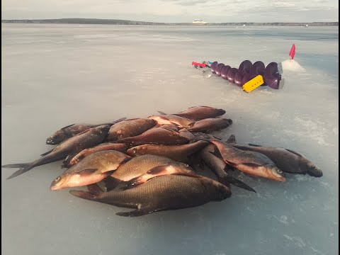Видео: рыбалка 26.03.25 Белоярское водохранилище, 3-я заводь