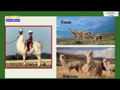 Видео: 7-класс | География | Түштүк Американын жаратылыш зоналары